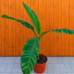Banánovník panašovaný (Musa acuminata) ´NONO HOT PINK´ - výška 70-90 cm, kont. C10L